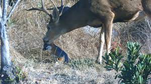 How Far Can Deer Smell Peanut Butter