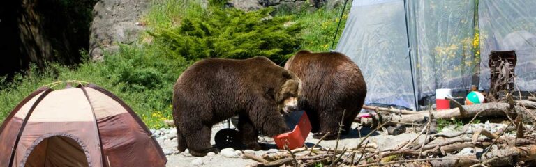 Does Vinegar Deter Bears