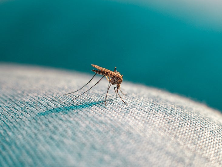 Can Mosquitoes Penetrate Jeans