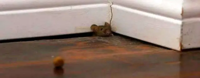 How Do I Get Rid of Mice in My Mattress