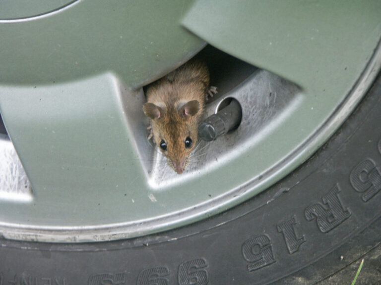 How to Get Mouse Smell Out of Car Vents