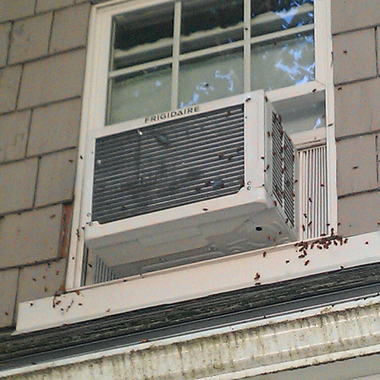 Can Bees Get in Through Window Ac