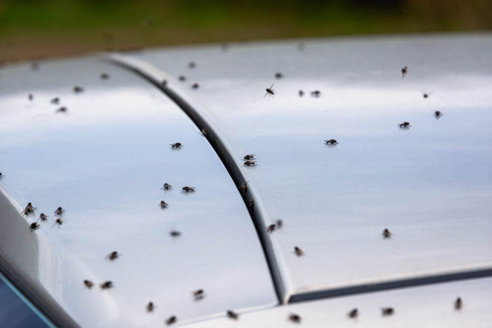 How to Get Rid of Gnats in Car - Outdoor Driving